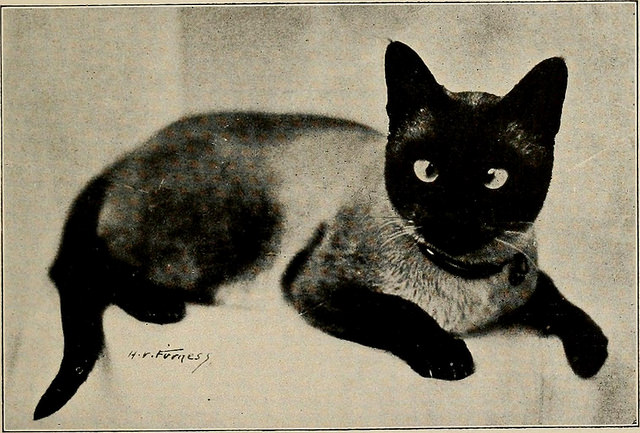 Pets and how to care for them - Imagem de 1921