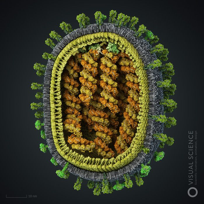 Representação gráfica do vírus H1N1