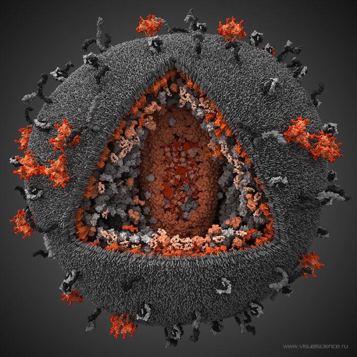 Representação gráfica do vírus da AIDS